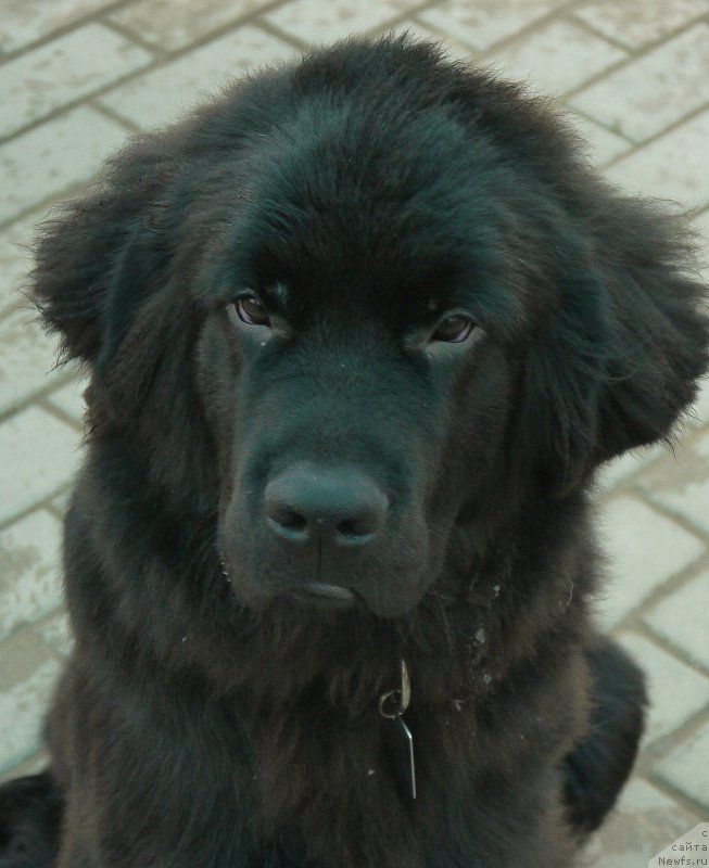 Фото: ньюфаундленд Chernyj Chank s Berega Dona (Черный Чанк с Берега Дона)