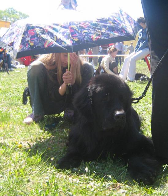 Фото: ньюфаундленд Arman'yak Dushi Moey (Арманьяк Души Моей)