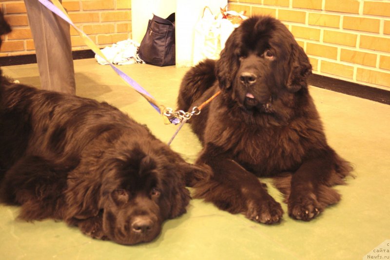 Фото: ньюфаундленд Dark Pride Valentino (Дак Прайд Валентино), ньюфаундленд Zvezdnij Dar Afrodita (Звездный Дар Афродита)