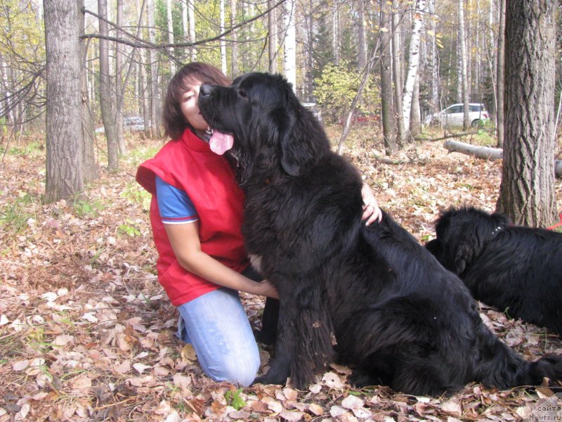 Фото: ньюфаундленд Transatlantika Nuo Ozo Kalvu