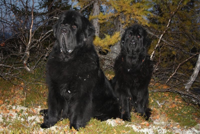 Фото: ньюфаундленд Beguschaya po Volnam Zero Kool (Бегущая по Волнам Зеро Коол), ньюфаундленд Fortuna of Giant's Island