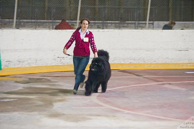 Фото: Nadejda Momot (Надежда Момот), ньюфаундленд Ygan s Toyanova Gorodka (Юган с Тоянова Городка)