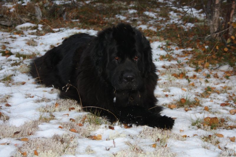Фото: ньюфаундленд Gloriya Grand Blek (Глория Гранд Блек)