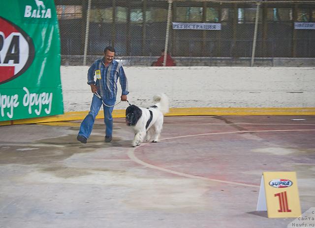 Фото: Sergey Seleznev (Сергей Селезнев), ньюфаундленд Super Bizon Baton (Супер Бизон Батон)