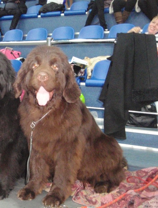 Фото: ньюфаундленд N'yufort Peris Hilton (Ньюфорт Перис Хилтон)