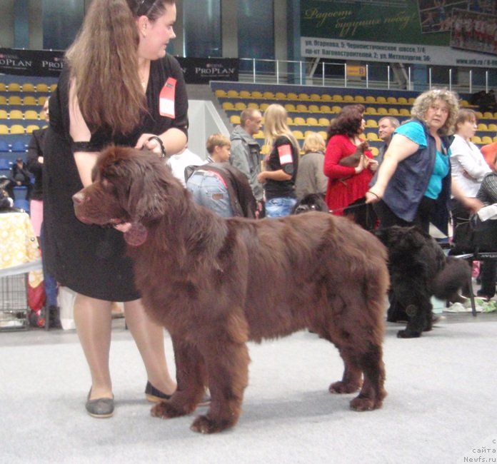 Фото: ньюфаундленд N'yufort Peris Hilton (Ньюфорт Перис Хилтон), Ekaterina Jironkina (Екатерина Жиронкина)