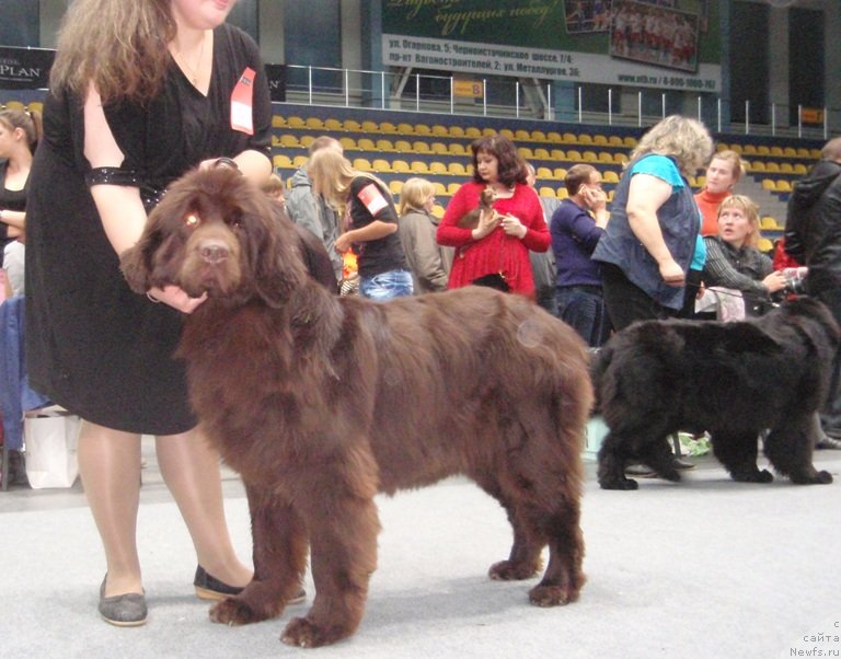 Фото: ньюфаундленд N'yufort Peris Hilton (Ньюфорт Перис Хилтон)