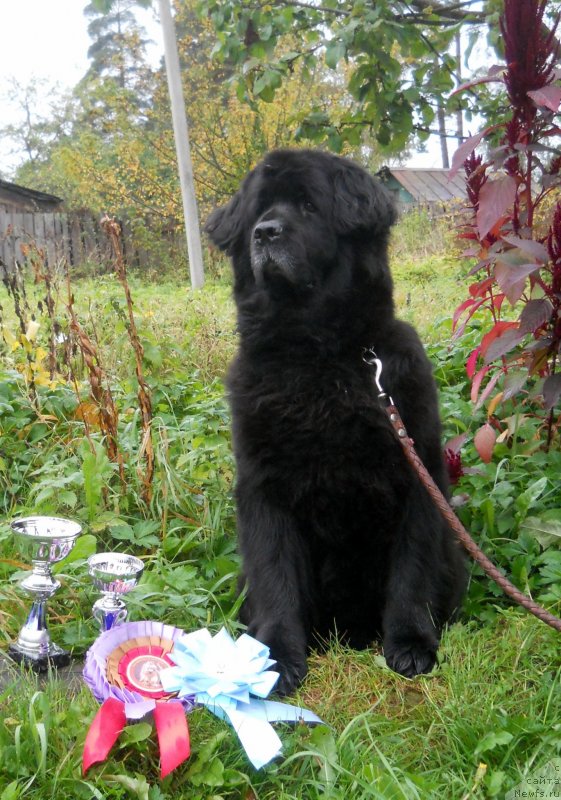 Фото: ньюфаундленд Arabella Doch' Vivata (Арабелла Дочь Вивата)