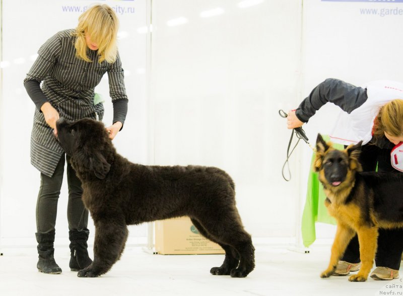 Фото: ньюфаундленд Smigar Liverpulsiy Chetvertak (Смигар Ливерпульский Четвертак)