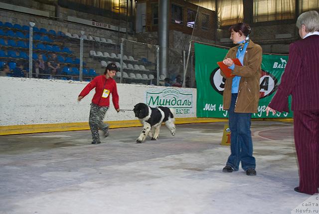 Фото: ньюфаундленд Vesnushka na Shastie (Веснушка на Счастье)