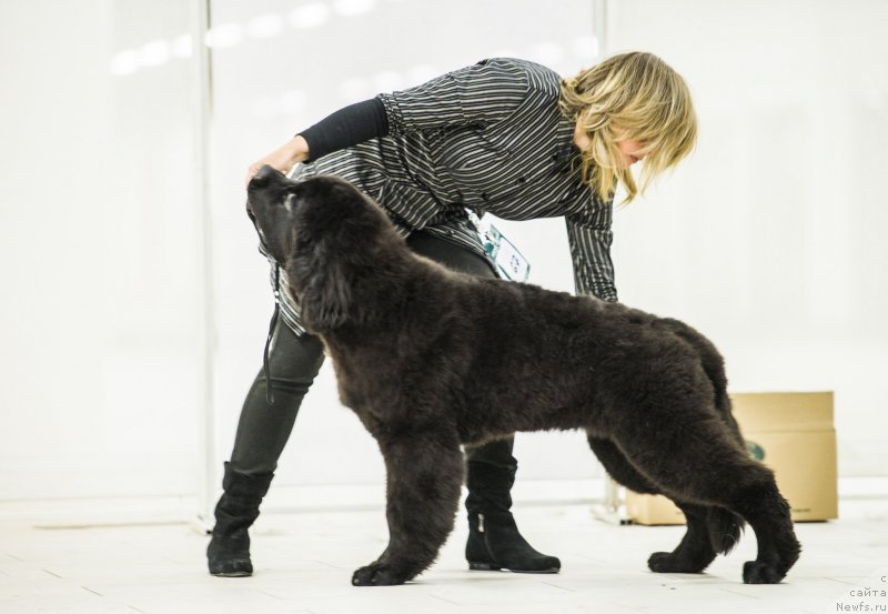 Фото: ньюфаундленд Smigar Liverpulsiy Chetvertak (Смигар Ливерпульский Четвертак)