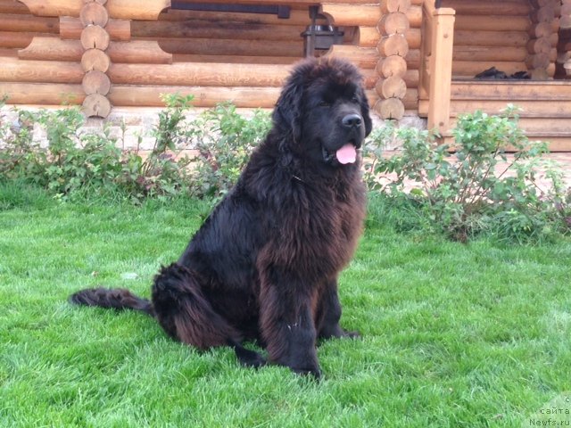 Фото: ньюфаундленд Deep Love I'm Sensation (Deep Love I'm Sensation)