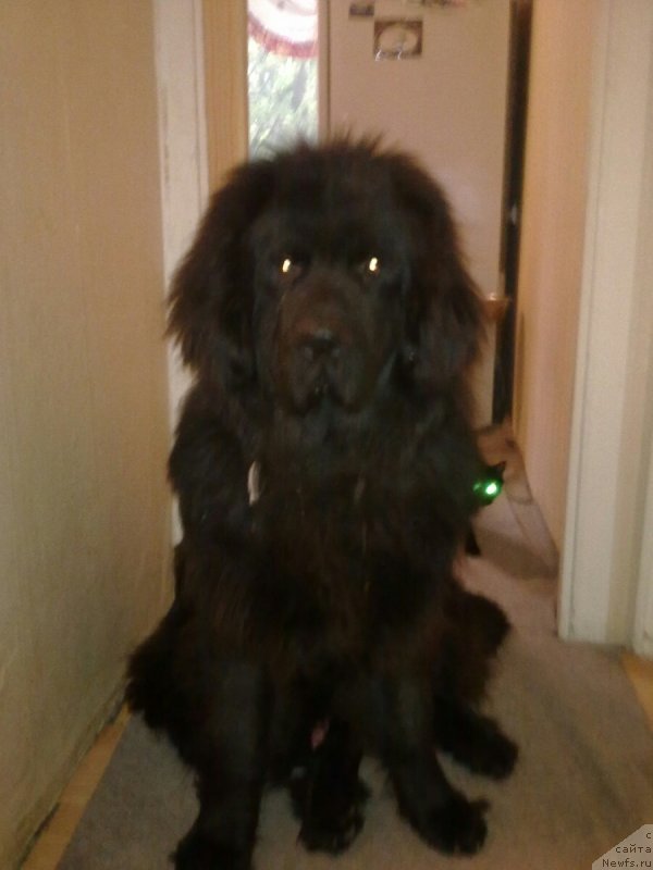 Фотография № 135578