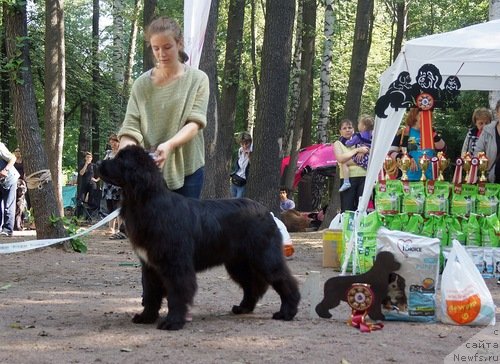 Фото: ньюфаундленд Fluffy Avalanch Yabba-Dabba-Doo (Флюфи Аваланч Ябба-Дабба-Доо)