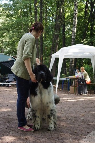 Фото: ньюфаундленд Fluffy Avalancn Small Star Will Outshine All (Флюфи Аваланч Смалл Стар Вилл Оутшине Алл)