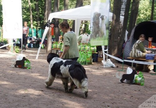 Фото: ньюфаундленд Fluffy Avalancn Small Star Will Outshine All (Флюфи Аваланч Смалл Стар Вилл Оутшине Алл)