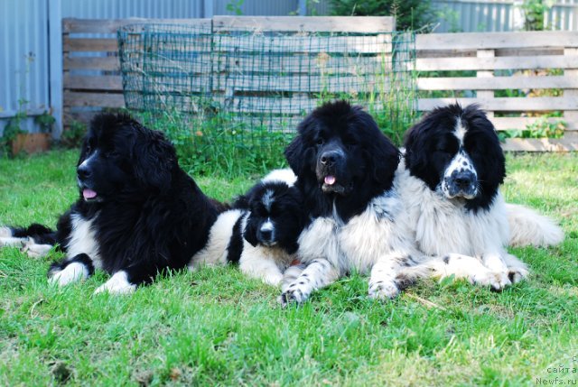 Фото: ньюфаундленд Fluffy Avalancn Small Star Will Outshine All (Флюфи Аваланч Смалл Стар Вилл Оутшине Алл), ньюфаундленд Fluffy Avalanche Satisfaction of My Ambitions (Флюфи Аваланч Сатисфастион оф Май Амбитионс), ньюфаундленд Aquatoriya Kelvin Only Love (Акватория Келвин Онли Лав), ньюфаундленд Fluffy Avalanche No Sooner Said Than Done (Флюфи Аваланч Но Соонер Саид Тхен Доне)