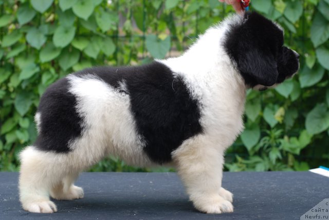 Фото: ньюфаундленд Fluffy Avalanche No Sooner Said Than Done (Флюфи Аваланч Но Соонер Саид Тхен Доне)