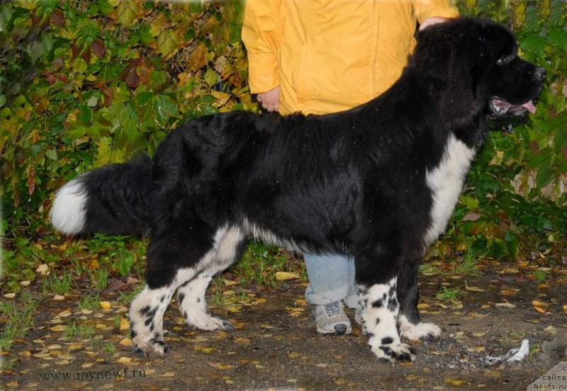 Фото: ньюфаундленд Sent Djons Griffin Glorius (Сент Джонс Гриффин Глориус)