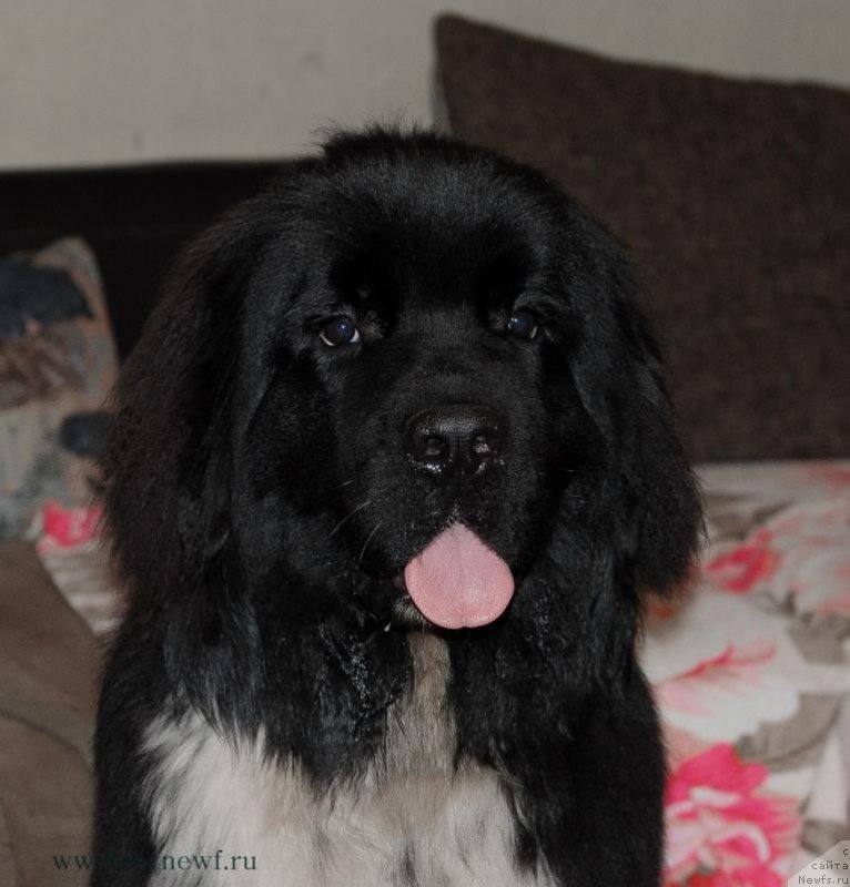 Фото: ньюфаундленд Sent Djons Griffin Glorius (Сент Джонс Гриффин Глориус)