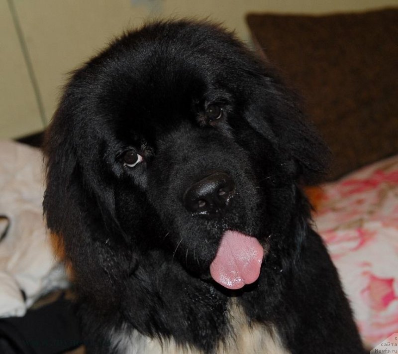 Фото: ньюфаундленд Sent Djons Griffin Glorius (Сент Джонс Гриффин Глориус)