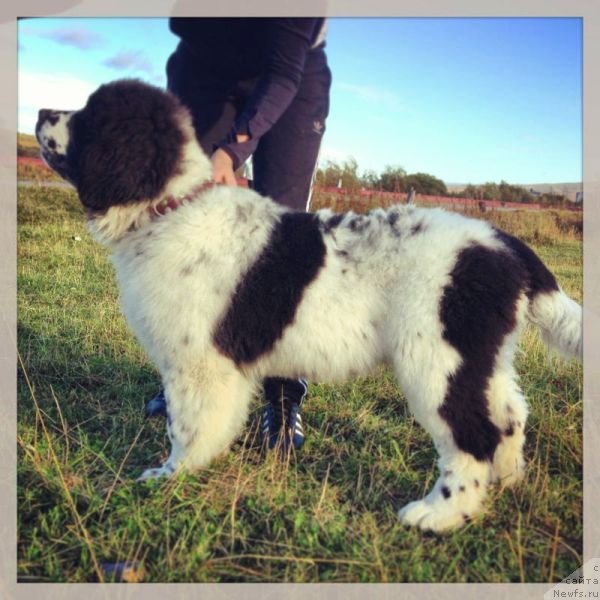 Фотография № 135596