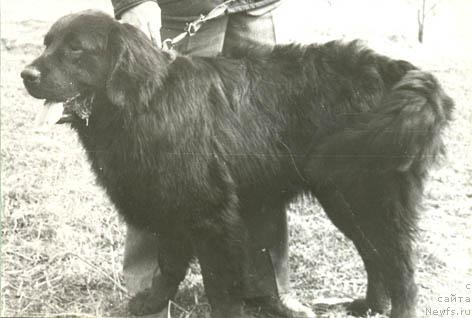 Фото: ньюфаундленд Irbis Maconi (Ирбис Мацони)