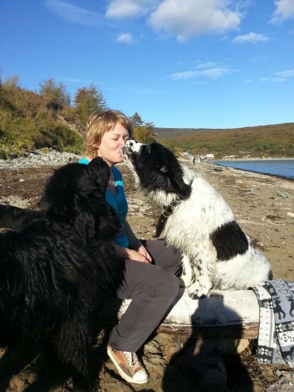 Фото: ньюфаундленд Sent Djons Emperor Lyuniks (Сент Джонс Емперор Люникс)