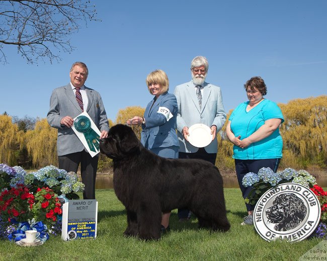 Фото: ньюфаундленд Rain Coast Partner of Dreams