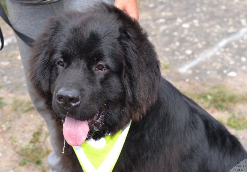 Фото: ньюфаундленд Cezar' Blagorodnyiy (Цезарь Благородный)