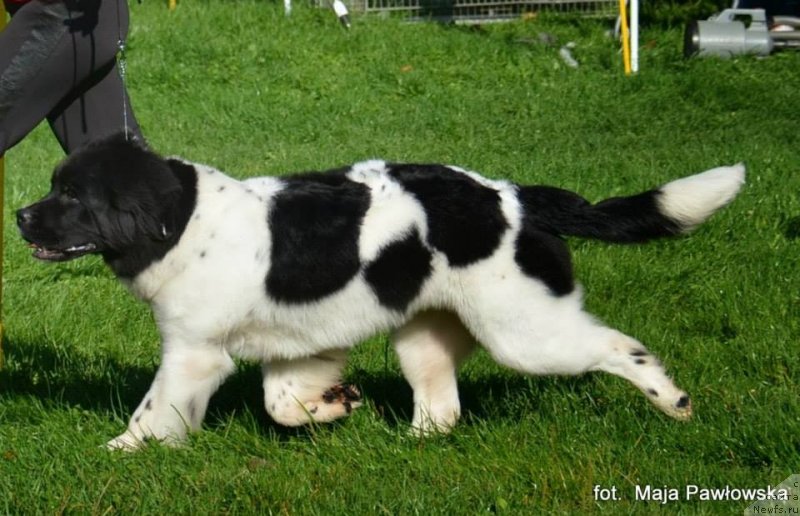 Фотография № 135634