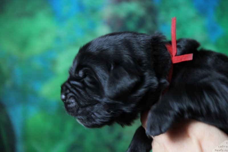 Фото: ньюфаундленд Vivienne Westwood Dinastiya Soverchenstva (Vivienne Westwood Dinastiya Soverchenstva)