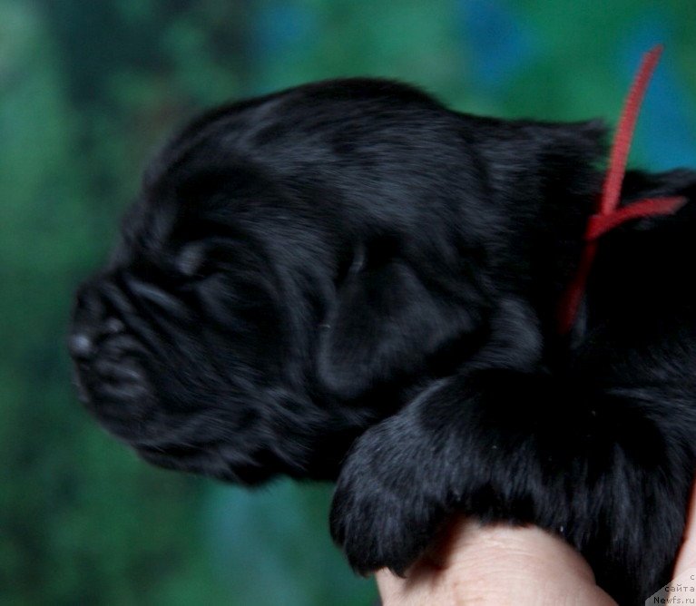 Фото: ньюфаундленд Vivienne Westwood Dinastiya Soverchenstva (Vivienne Westwood Dinastiya Soverchenstva)