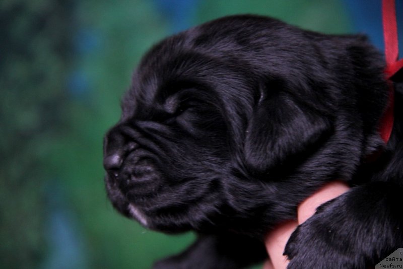 Фото: ньюфаундленд Vivienne Westwood Dinastiya Soverchenstva (Vivienne Westwood Dinastiya Soverchenstva)