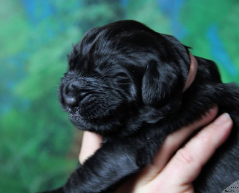 Фото: Девочка, розовая ленточка (5 дней).