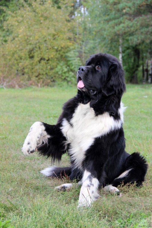 Фото: ньюфаундленд Starbimovlav Gardemarin (Старбимовлав Гардемарин)