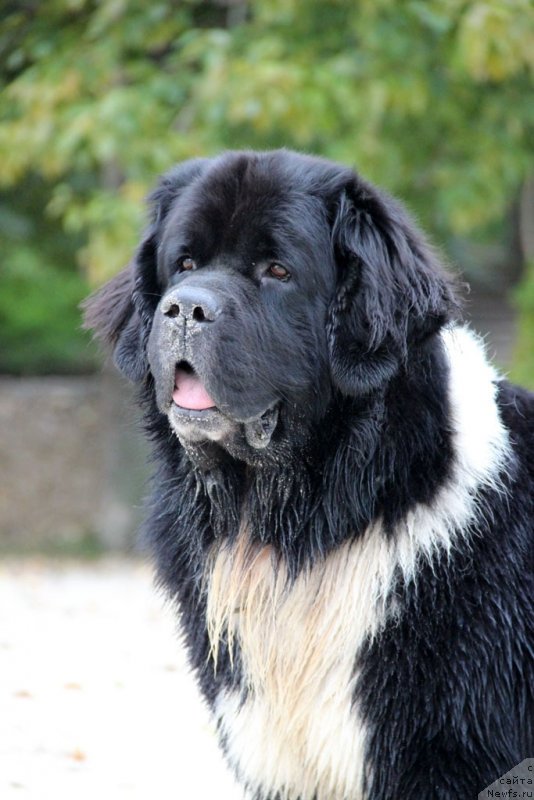 Фото: ньюфаундленд Starbimovlav Gardemarin (Старбимовлав Гардемарин)