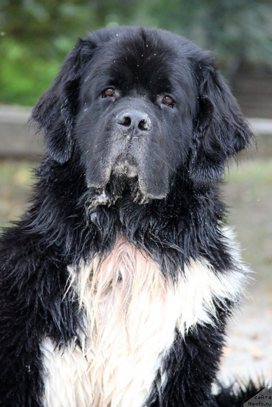 Фото: ньюфаундленд Starbimovlav Gardemarin (Старбимовлав Гардемарин)