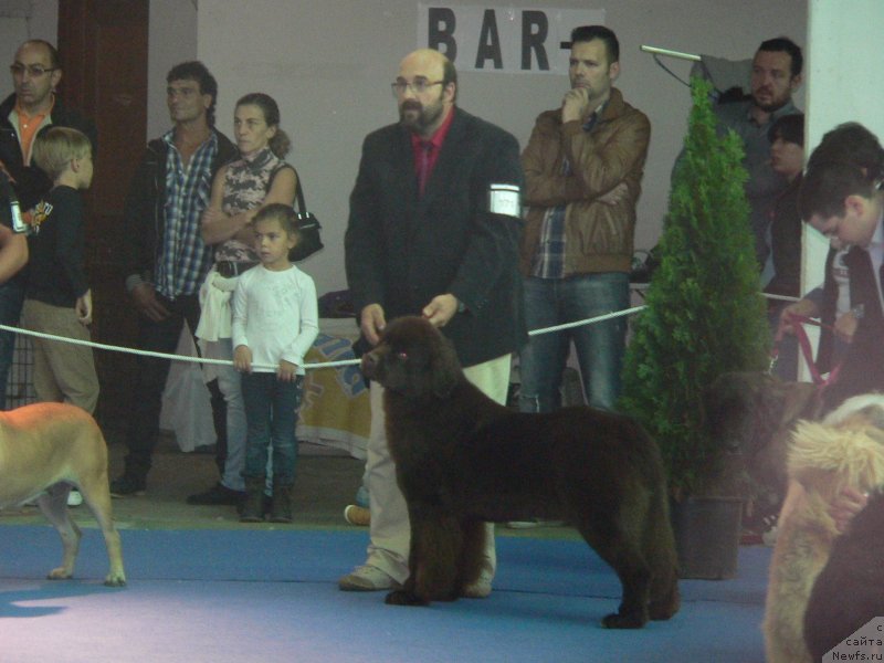 Фото: ньюфаундленд Aquatoriya Kelvin Happy Del Valle Largo (Акватория Келвин Хеппи Дель Валле Ларго)