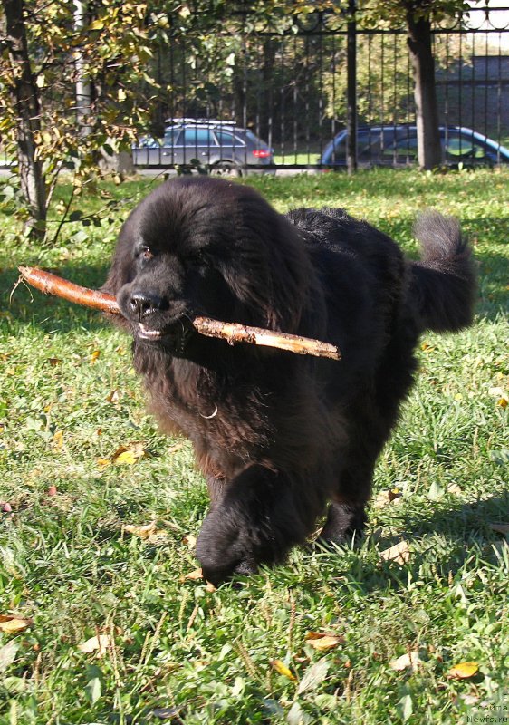 Фото: ньюфаундленд Fann'yuf Graf De La Fer (Фанньюф Граф Де Ла Фер)