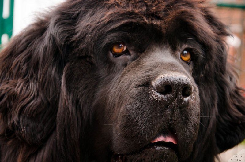 Фото: ньюфаундленд Rafayella Brillians CHernaya Jemchujina (Рафаэлла Бриллианс Черная Жемчужина)