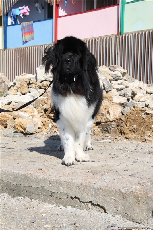 Фото: ньюфаундленд CHernyiy SHarm Vellington (Черный Шарм Веллингтон)