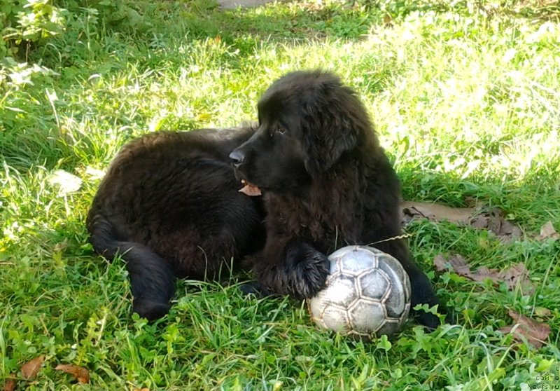 Фото: ньюфаундленд Funnewf Jemapel Madam Nuar (Фанньюф Жемапель Мадам Нуар)