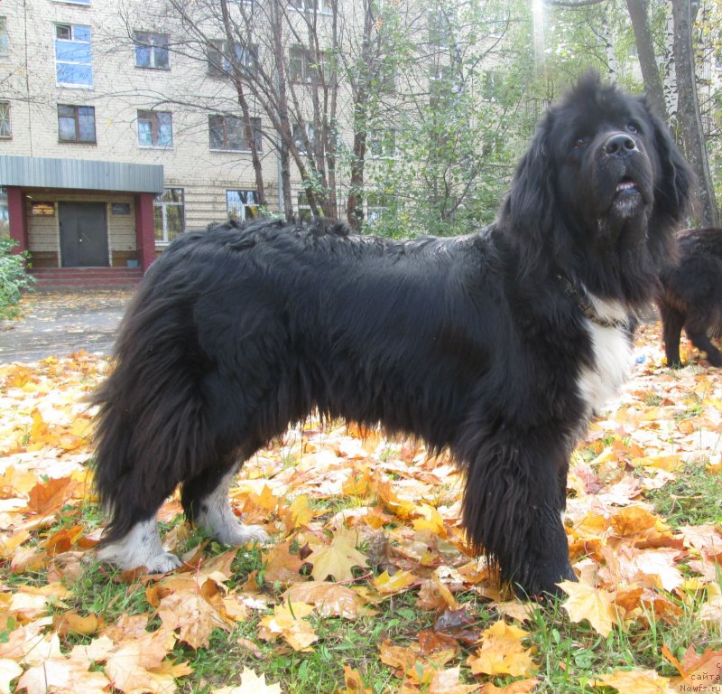 Фото: ньюфаундленд Ovaciya Bravo Bis (Овация Браво Бис)