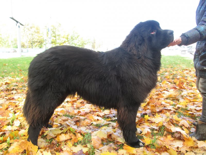 Фото: ньюфаундленд Stardi Kollekshn Baloven' (Старди Коллекшн Баловень)