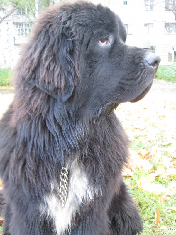 Фото: ньюфаундленд Stardi Kollekshn Baloven' (Старди Коллекшн Баловень)