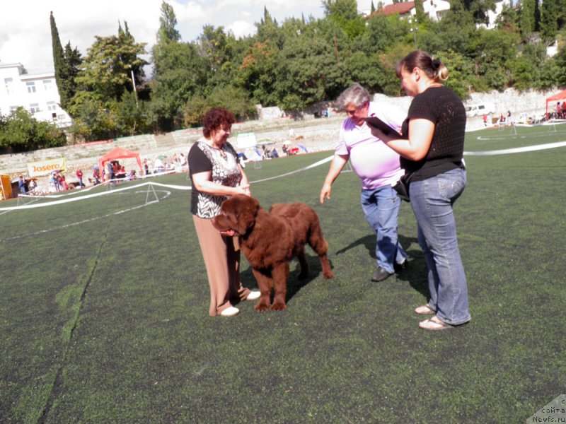 Фото: ньюфаундленд Charli The Best Helfi Pel (Чарли Де Бест Хелфи Пэл)