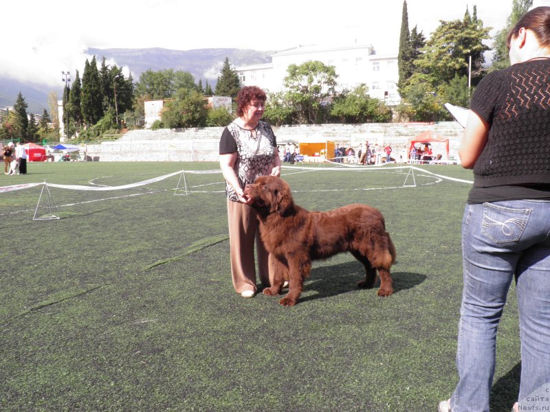 Фото: ньюфаундленд Charli The Best Helfi Pel (Чарли Де Бест Хелфи Пэл)