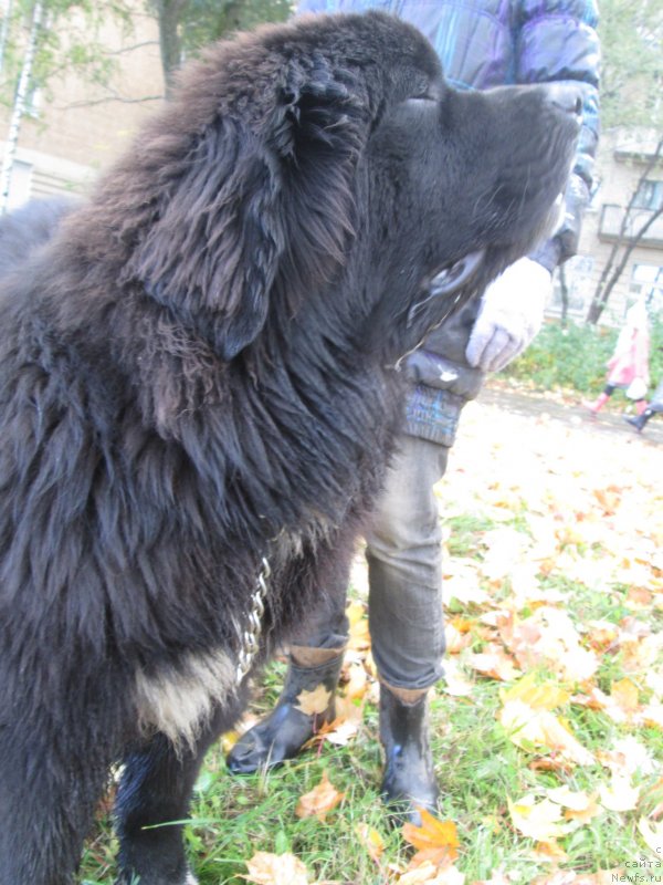 Фото: ньюфаундленд Stardi Kollekshn Baloven' (Старди Коллекшн Баловень)
