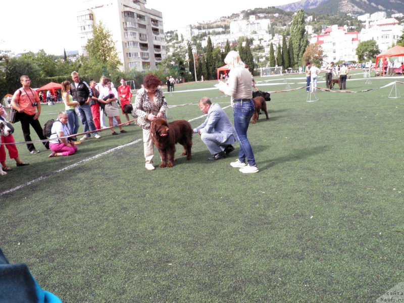 Фото: ньюфаундленд Charli The Best Helfi Pel (Чарли Де Бест Хелфи Пэл)